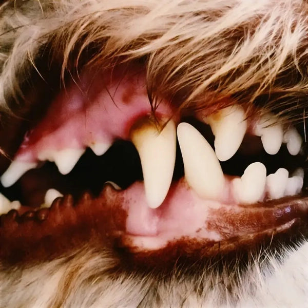 Lucius - Lucius (Preorder 02/05/25)