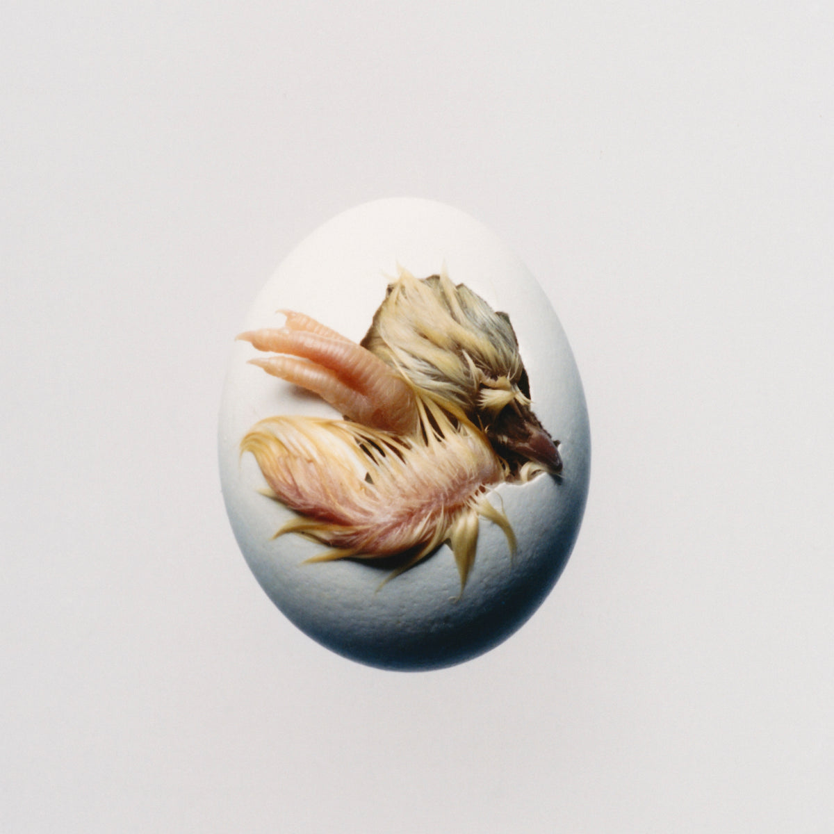 Shygirl - SWALLOW