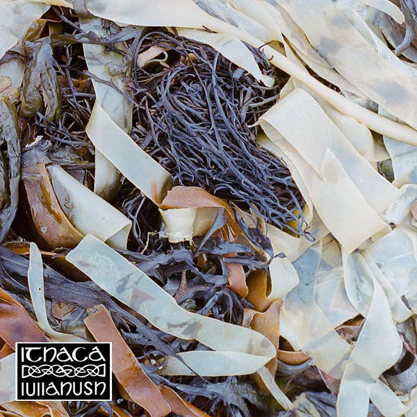 lullahush - Ithaca (Preorder 18/04/25)