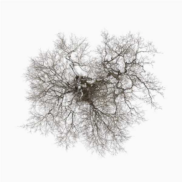 John Metcalfe - Tree - The Vault Collective ltd
